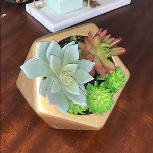 Succulent Tabletop Decor